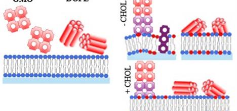 A diagram showing red cubosomes and hexosomes interating with a blue and red cell membrane