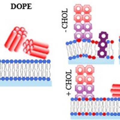A diagram showing red cubosomes and hexosomes interating with a blue and red cell membrane