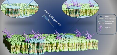 Diagrams of a cell membrane, with green heads arranged at top and bottom and yellow tails between them. 