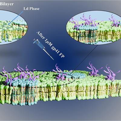 Diagrams of a cell membrane, with green heads arranged at top and bottom and yellow tails between them. 