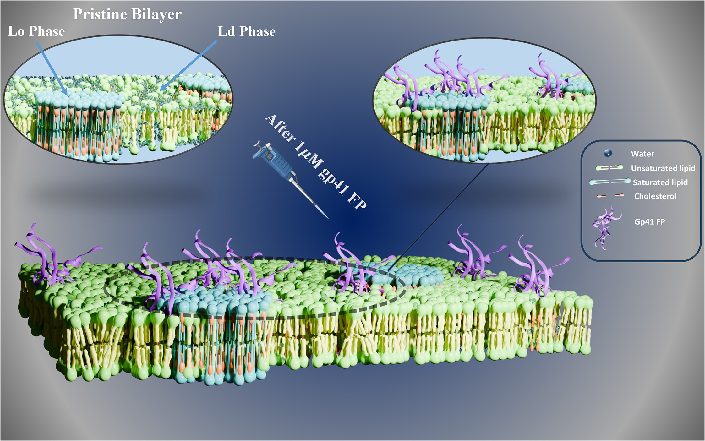Diagrams of a cell membrane, with green heads arranged at top and bottom and yellow tails between them. 