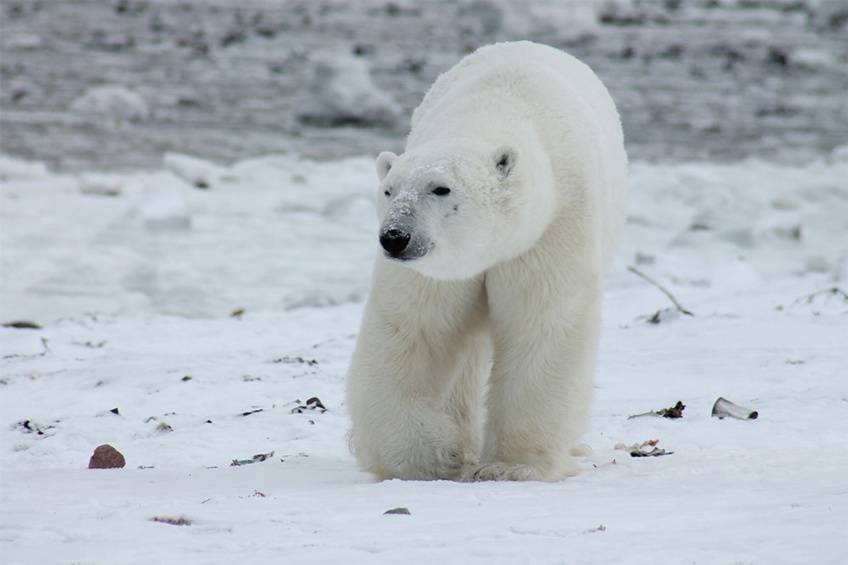 Polar Bear22.jpg