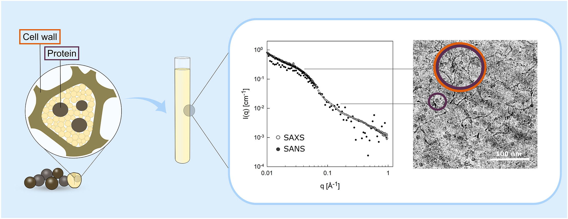 Graphical abstract from the paper