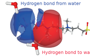 diagram showing the hydrogen bonds to water