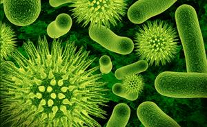 Gram negative bacteria have an outer membrane barrier to antibiotics. Credit: Dreamstime 