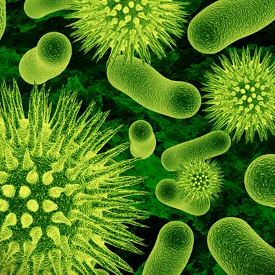 Gram negative bacteria have an outer membrane barrier to antibiotics. Credit: Dreamstime 