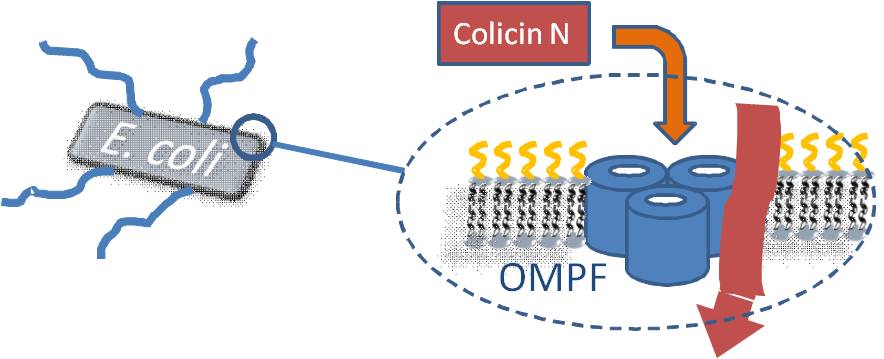 Isis Ecoli Packs A Punch