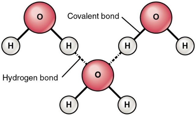 H bonds fig2.jpg