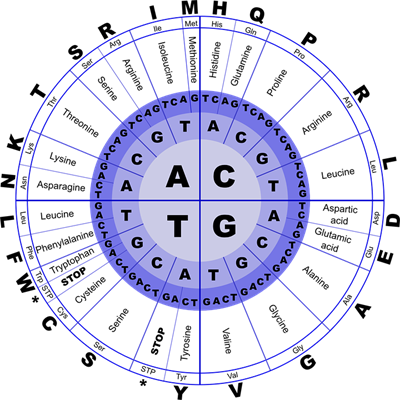 Diagram of amino acids