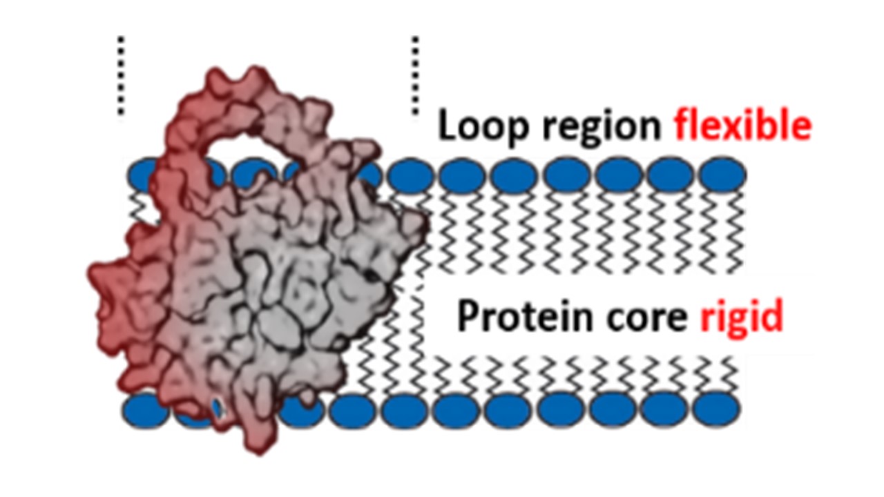 Location of the Bcl-2 main body inside the membrane as seen by neutron reflectivity