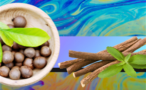 ​Graphic of horse chestnut seeds and liquorice root above a bubble
