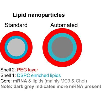 ​A diagram of the model best described by the SANS and SAXS data: a polydisperse core with two shells. Automated mRNA LNPs are f