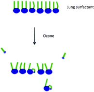 diagram showing the effect of ozone on lung surfactant