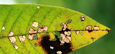 A diseased leaf