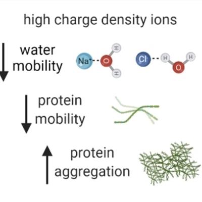 Graphic showing that with high charge density ions, water  and protein mobility decrease, and protein aggregation increases.