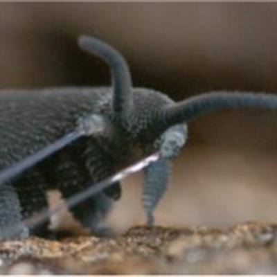 A worm producing projectile slime