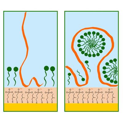 Diagram showing the thiol layer and the  micelles of SDS formed when polymeric chitosan is present