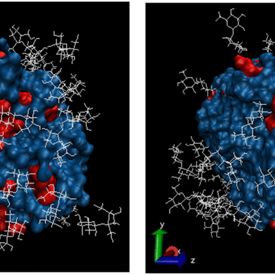 Model of three component system with sucrose