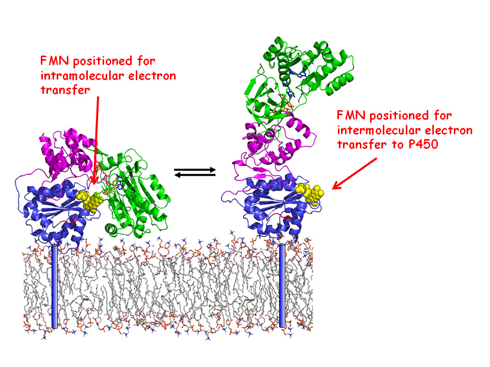 The team want to look at how the protein behaves in the membrane.