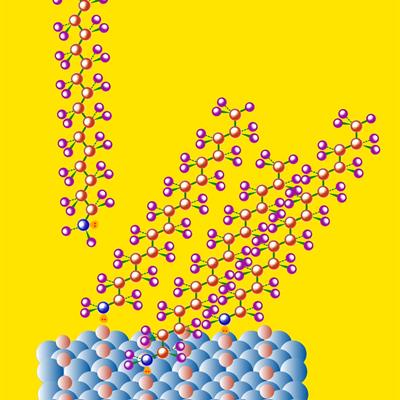 the amine surface structure as revealed by neutron reflection 