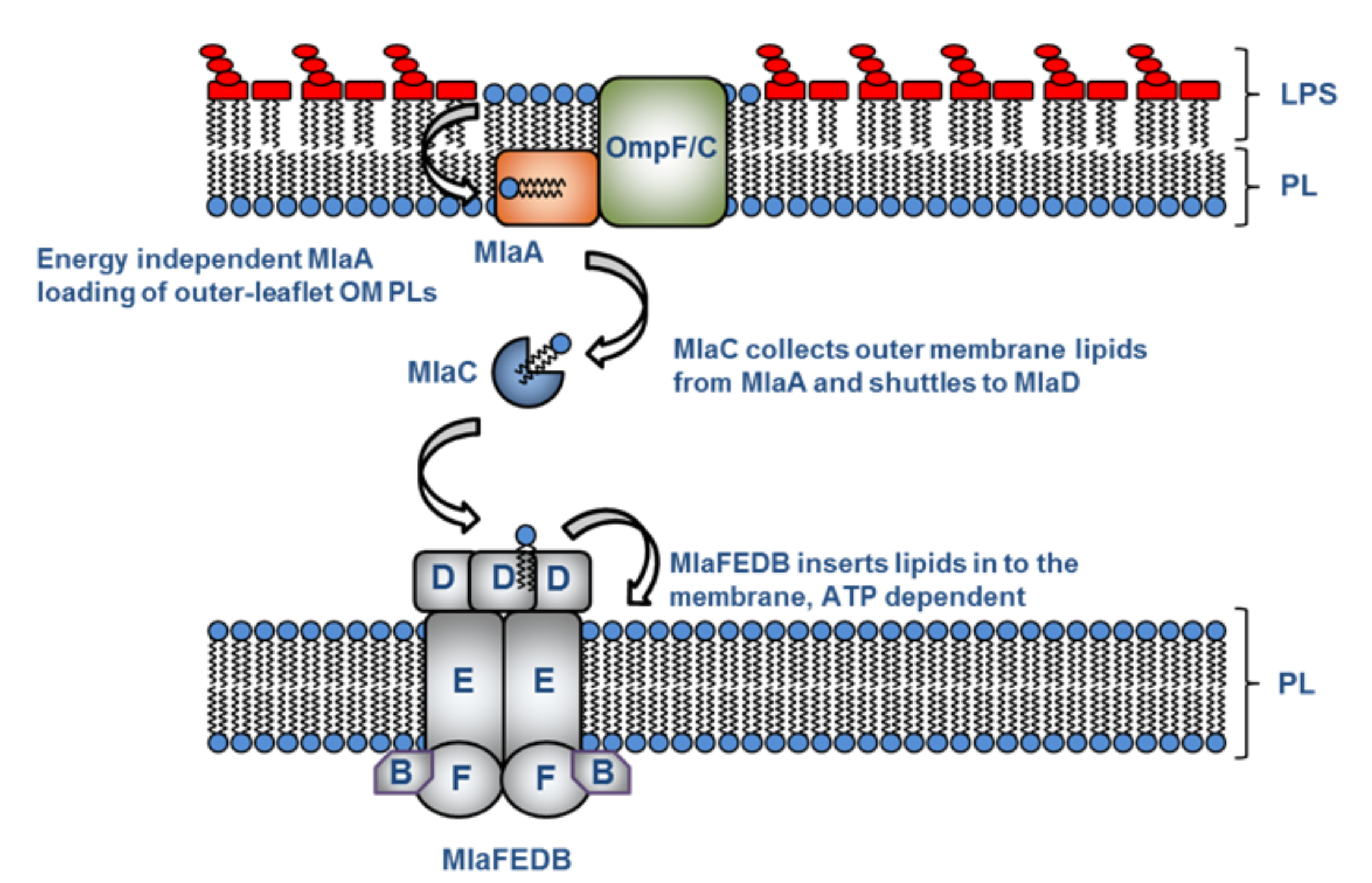 Supplementary Figure - Mla pathway alternate.png