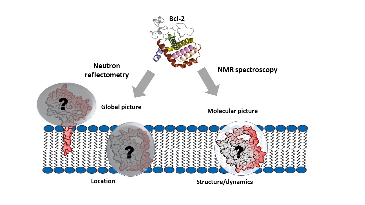 Schematic representation of two complementary biophysical approaches to elucidate structural and positional information