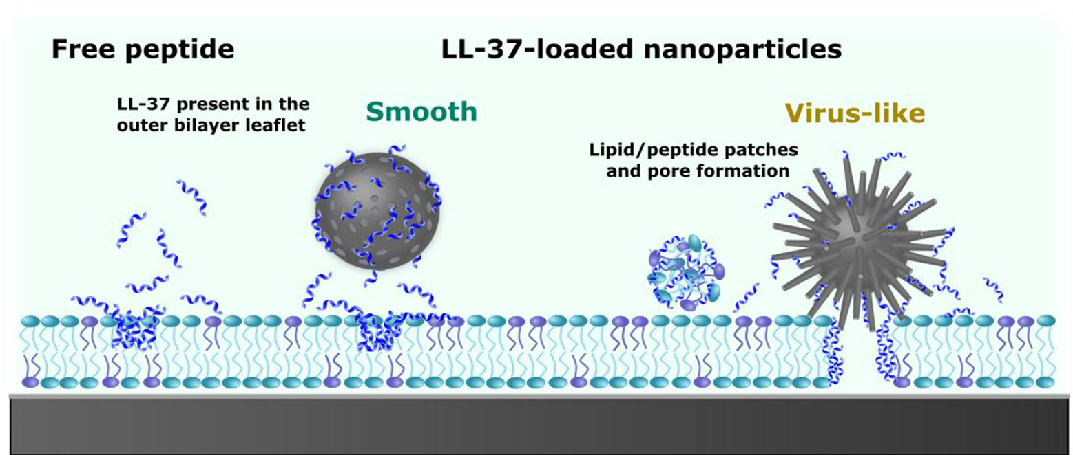 Schematic illustration of the structural effects observed by neutron reflectivity after interaction of POPC/POPG bilayers