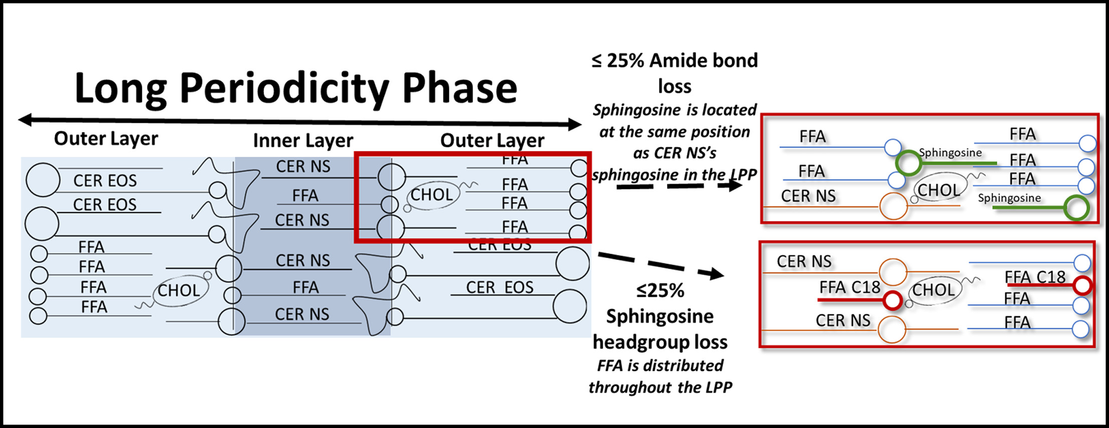 Schematic diagram of the lipid arrangement after different modifications