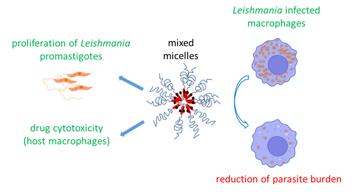 graphic showing the mixed micelles and how they reduce parasitic burden