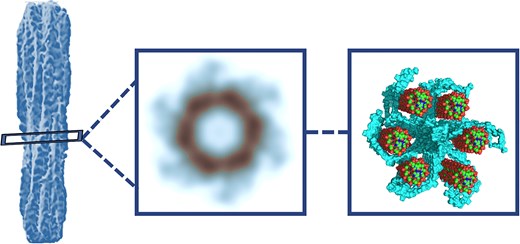 Hfq graphical abstract.jpeg